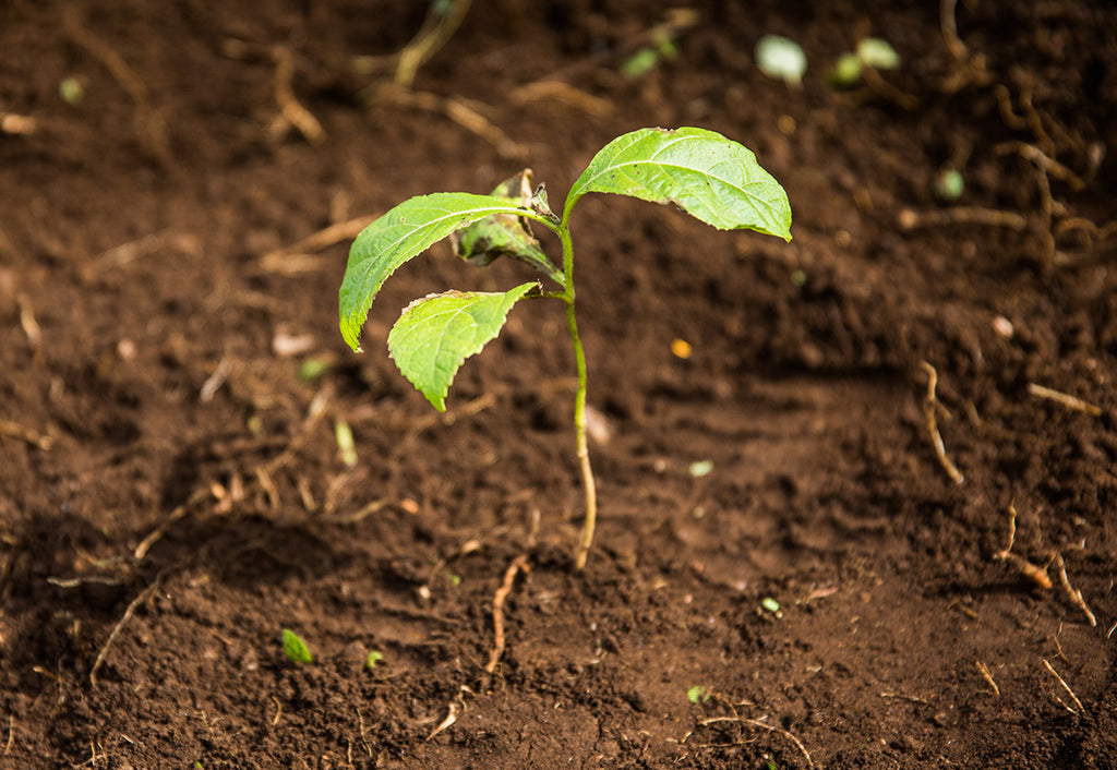 1 PURCHASE = 1 TREE PLANTED